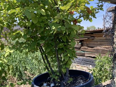 Potted Fruit Tree *price varies*