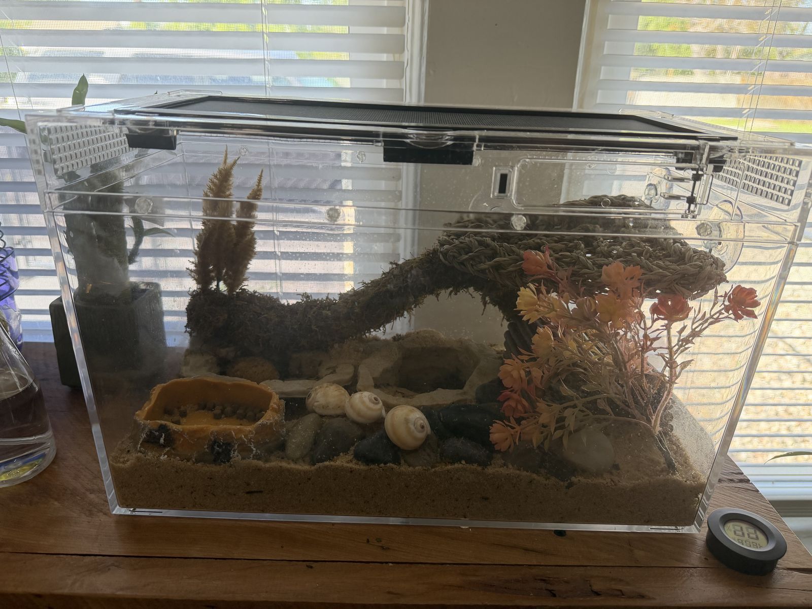 Hermit Crab set up/ Reptile cage