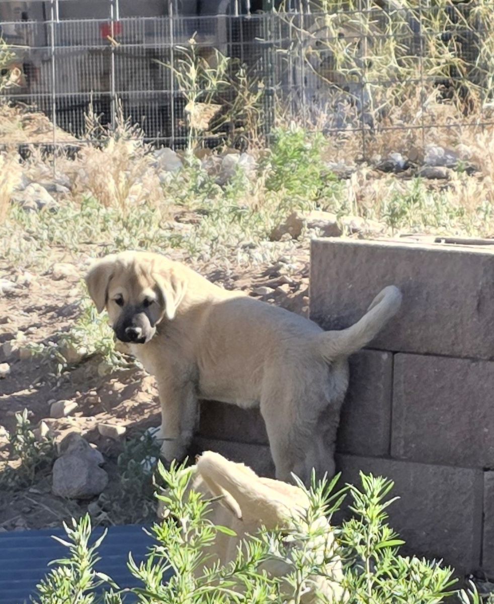 Kangal puppies