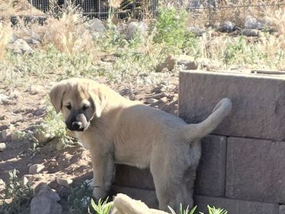Kangal puppies