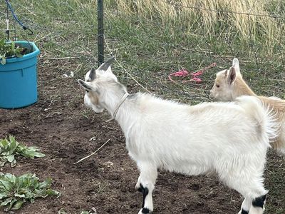 Pigmy goats