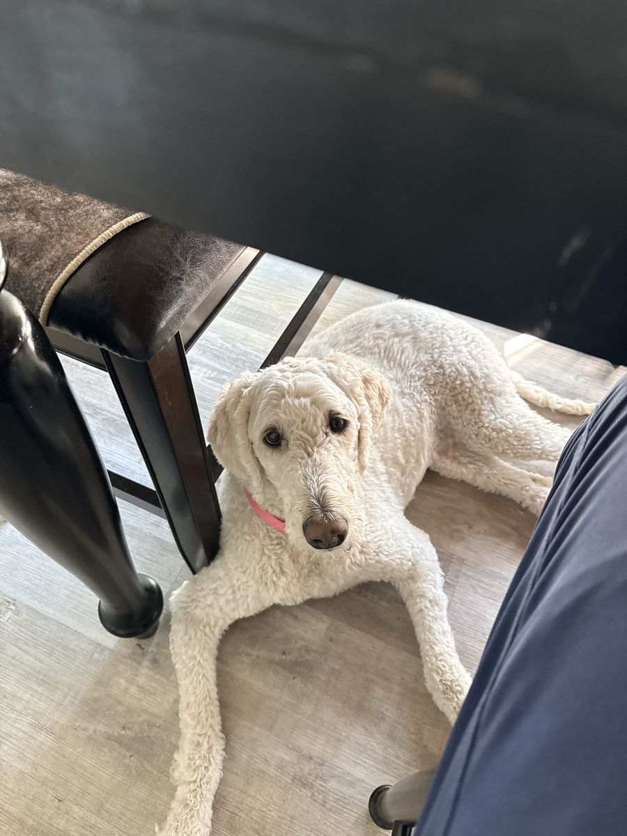 Dolly — Loving Dog Looking for a One-Pet Home