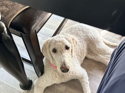 Dolly — Loving Dog Looking for a One-Pet Home