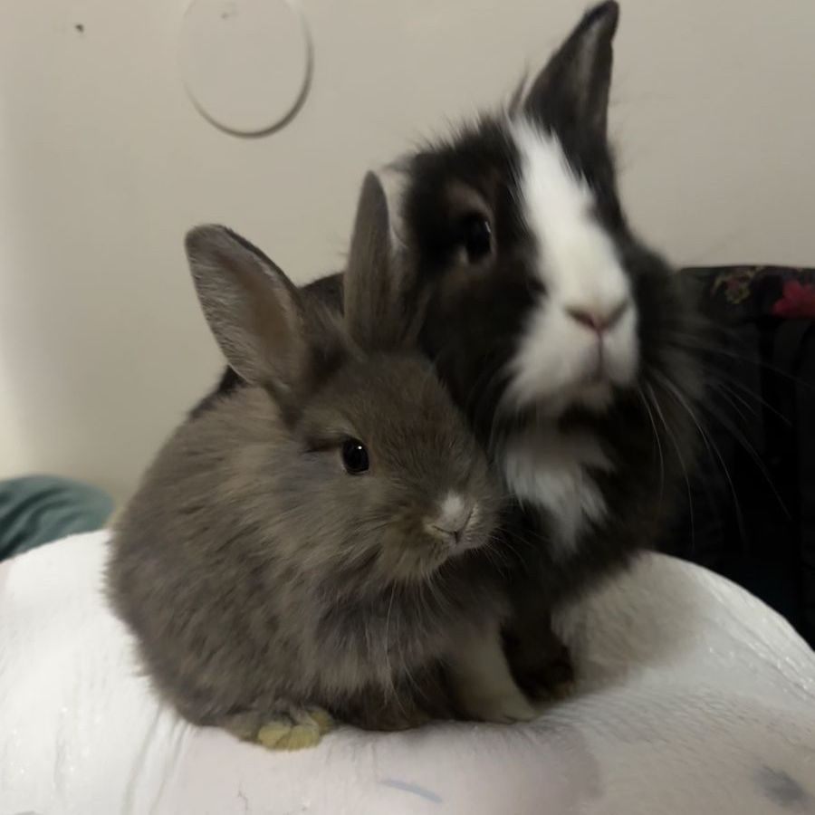Bonded bunny pair