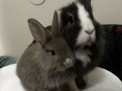 Bonded bunny pair