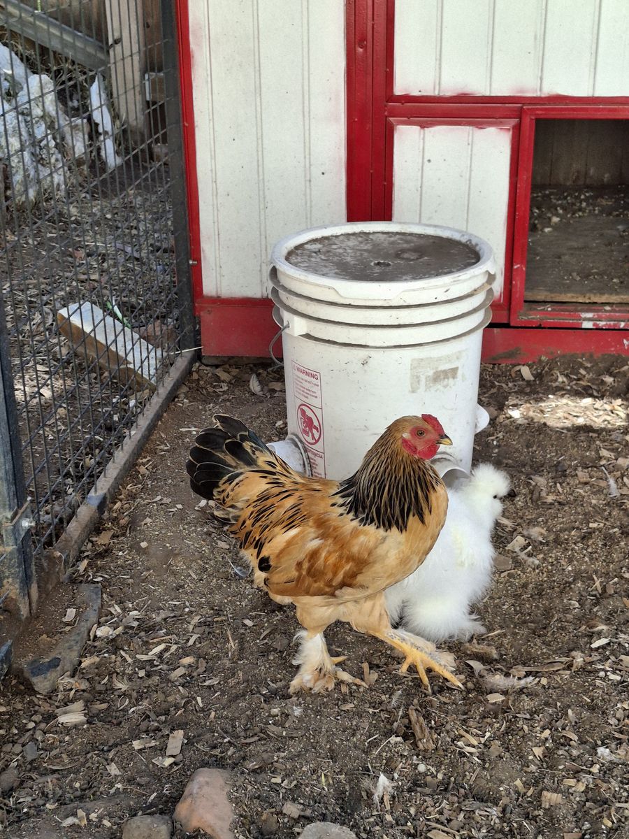 Rooster
