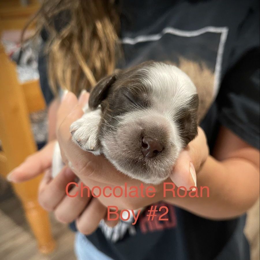 AKC American Cocker Spaniel puppies