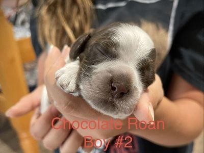 AKC American Cocker Spaniel puppies