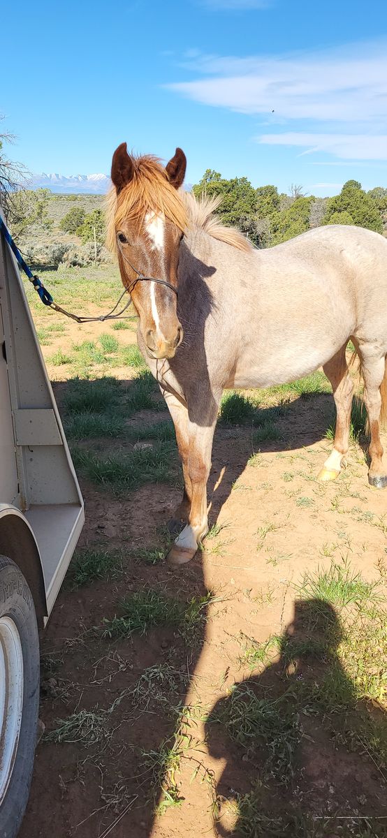 Two Year Old Red Roan Grade Filly