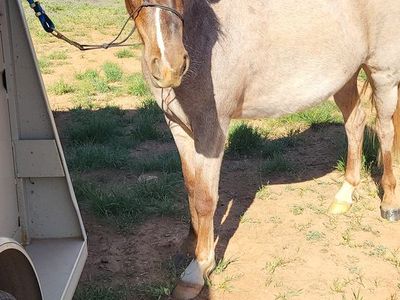 Two Year Old Red Roan Grade Filly