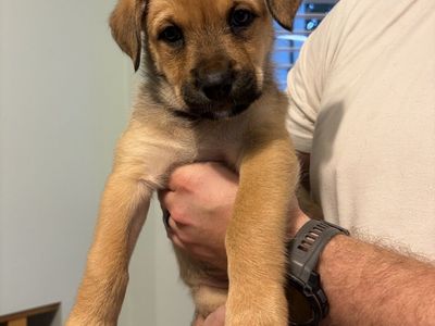 Hello my name is Stella (purple)