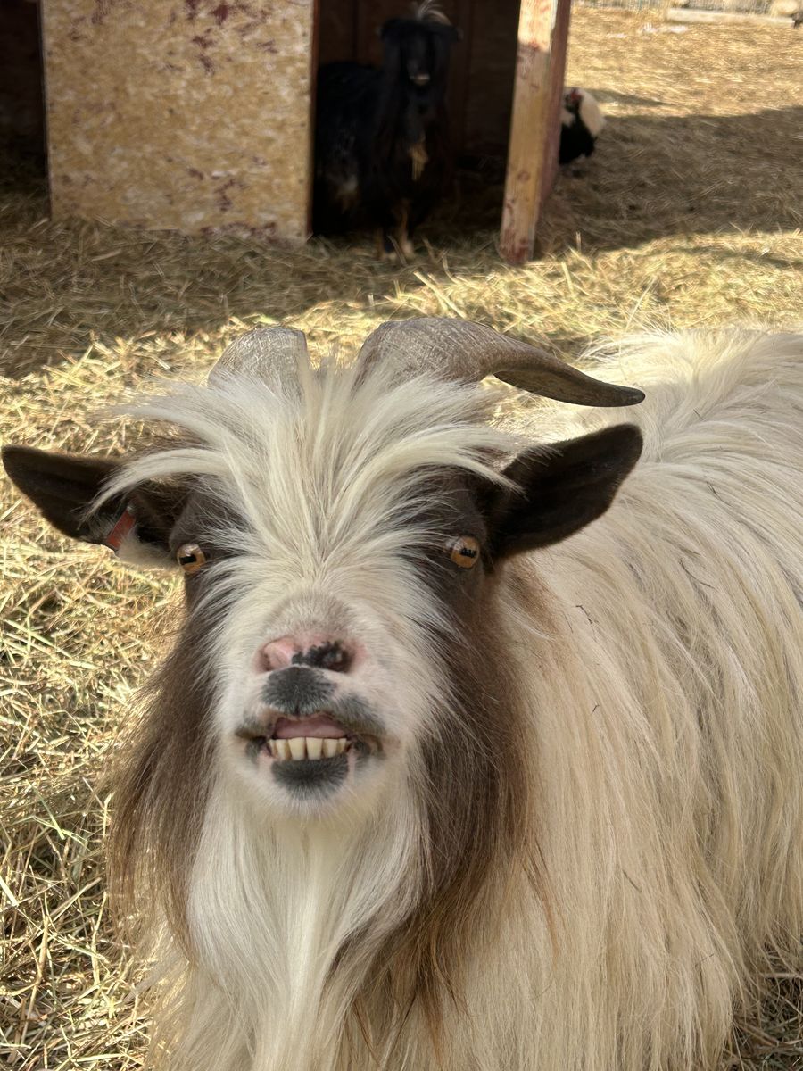 Adult - Mini Silky Fainting Goats