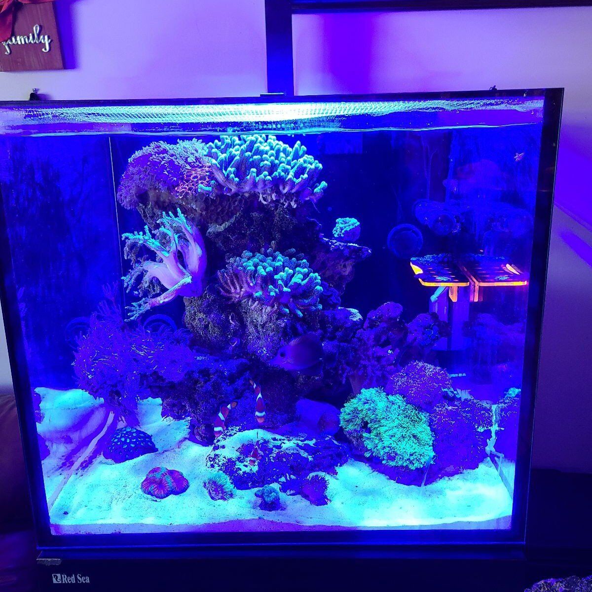 Red Sea Fish Tank - Coral, Saltwater, Reef