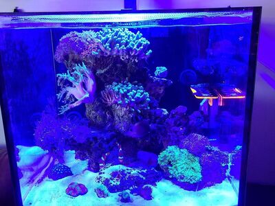 Red Sea Fish Tank - Coral, Saltwater, Reef