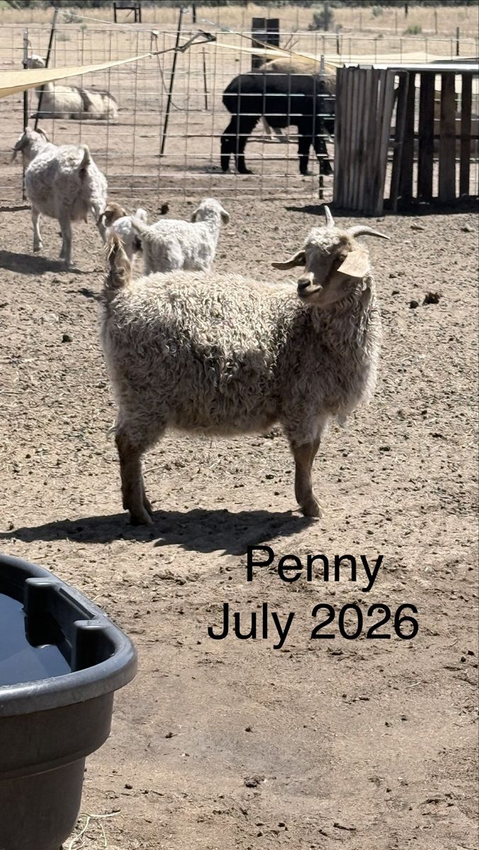 Angora Goats for Sale - Penny & Brownie Bite, Lily, Cacao, and Leo