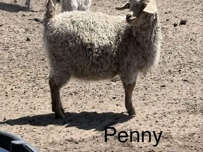 Angora Goats for Sale - Penny & Brownie Bite, Lily, Cacao, and Leo
