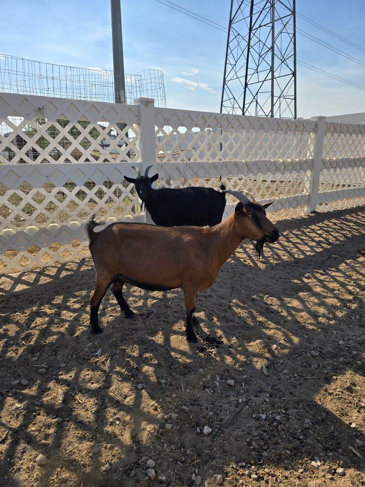 Chamoise Nigerian dwarf doe