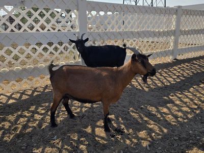 Chamoise Nigerian dwarf doe