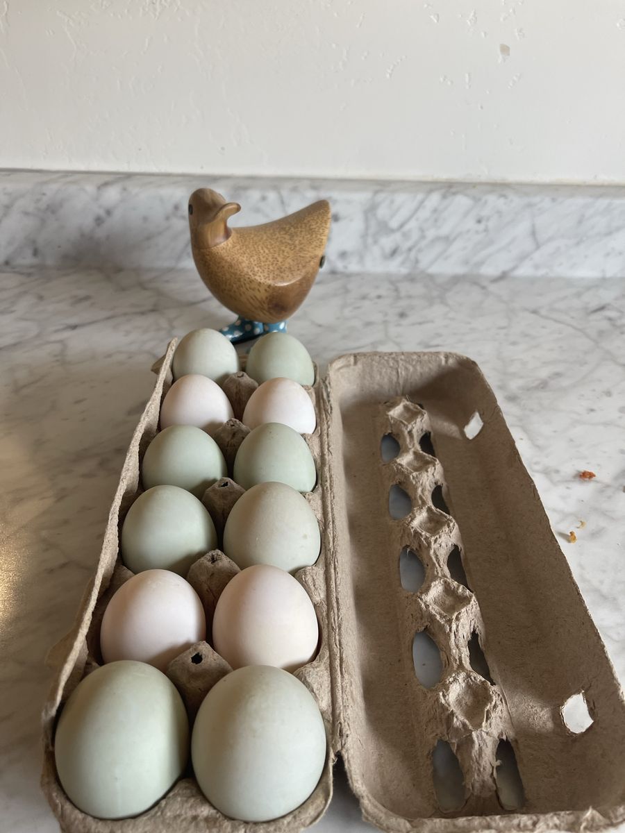 Dozen Fresh Duck Eggs