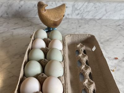 Dozen Fresh Duck Eggs