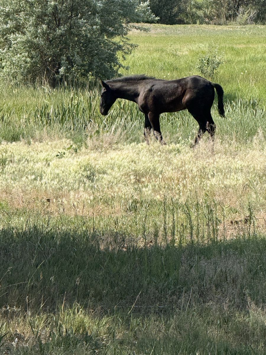 Black half draft stud colt for Sale