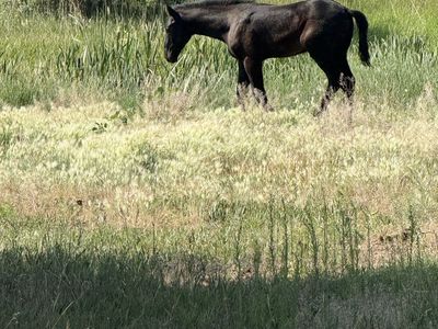 Black half draft stud colt for Sale