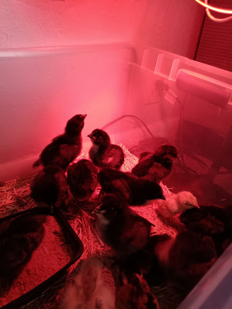 Barnyard mix chicks