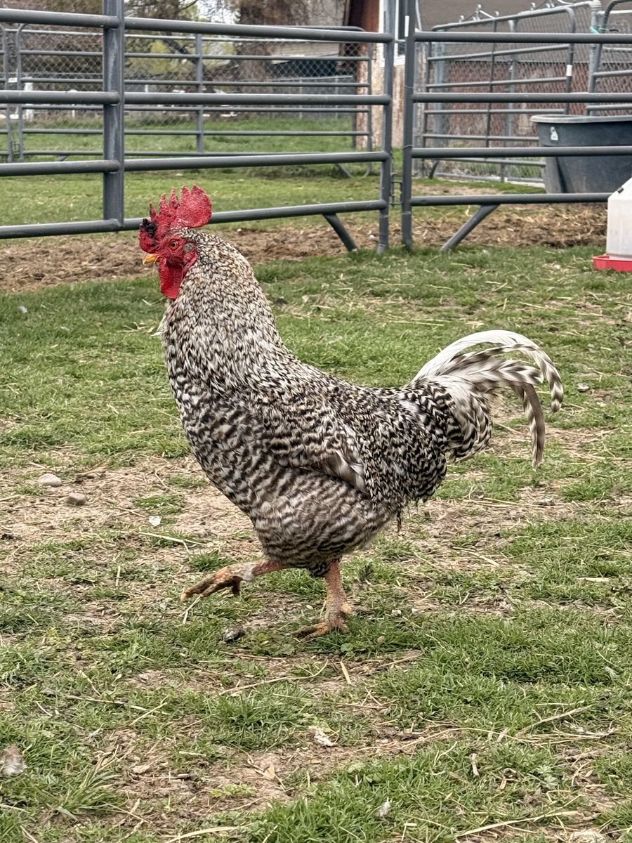 Hen-man (rooster)