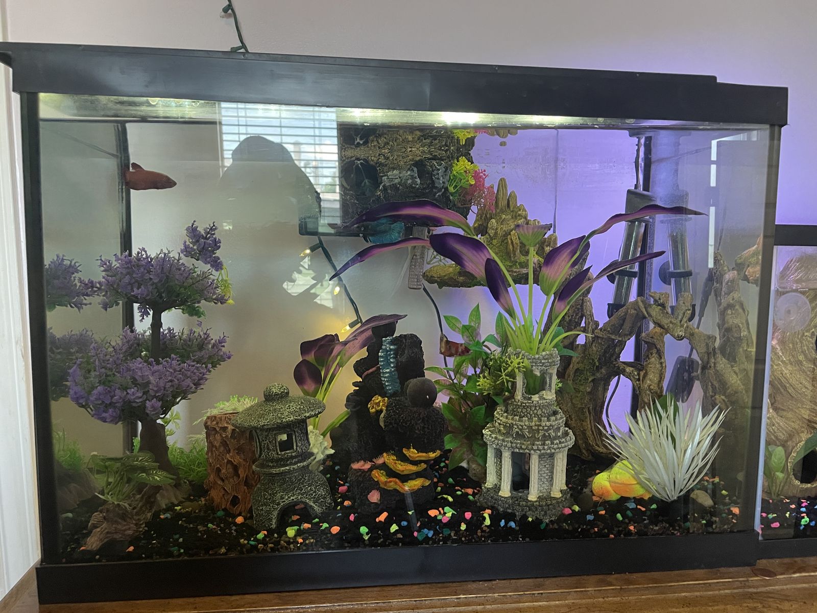 Fish Tanks