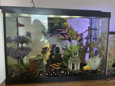 Fish Tanks