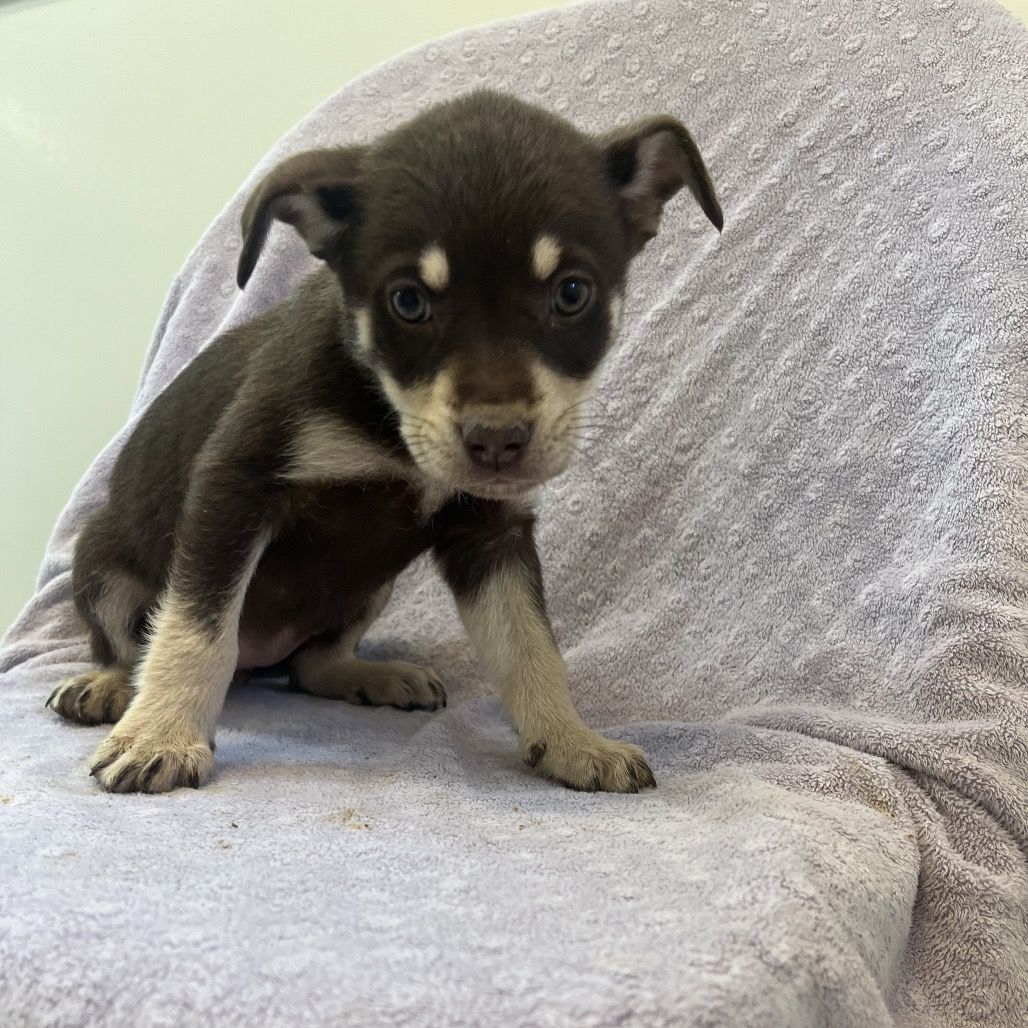 Hello my name is Razzle