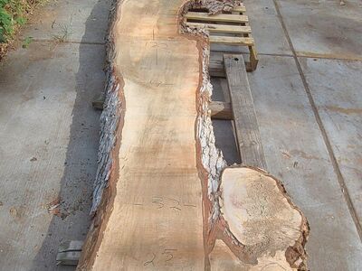 Live Edge Silver Maple Slabs, Pile 1 $10 Board Ft
