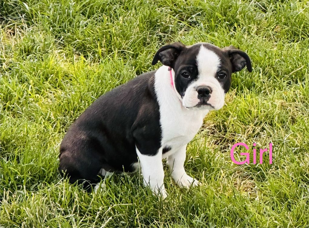 ACA Boston Terriers