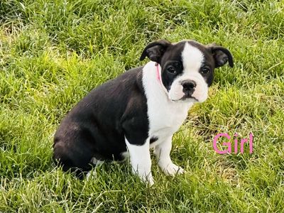 ACA Boston Terriers