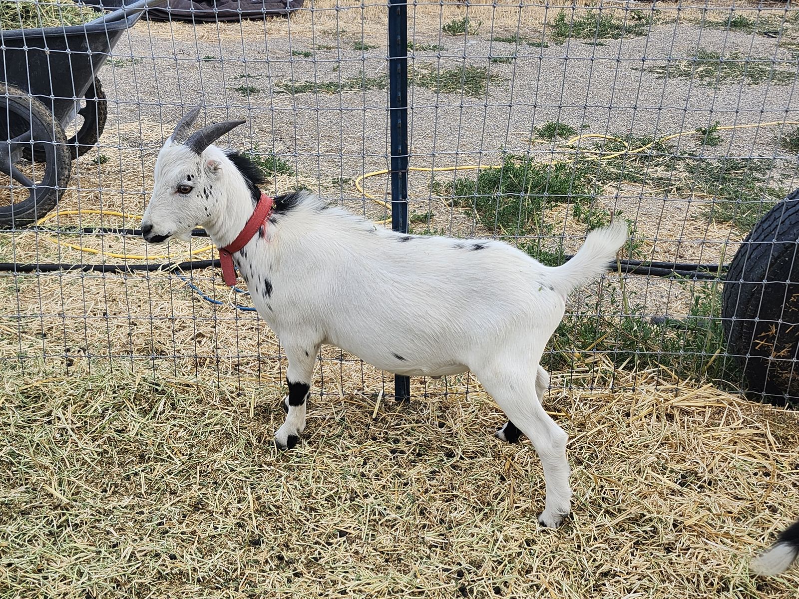 Wether lamancha
