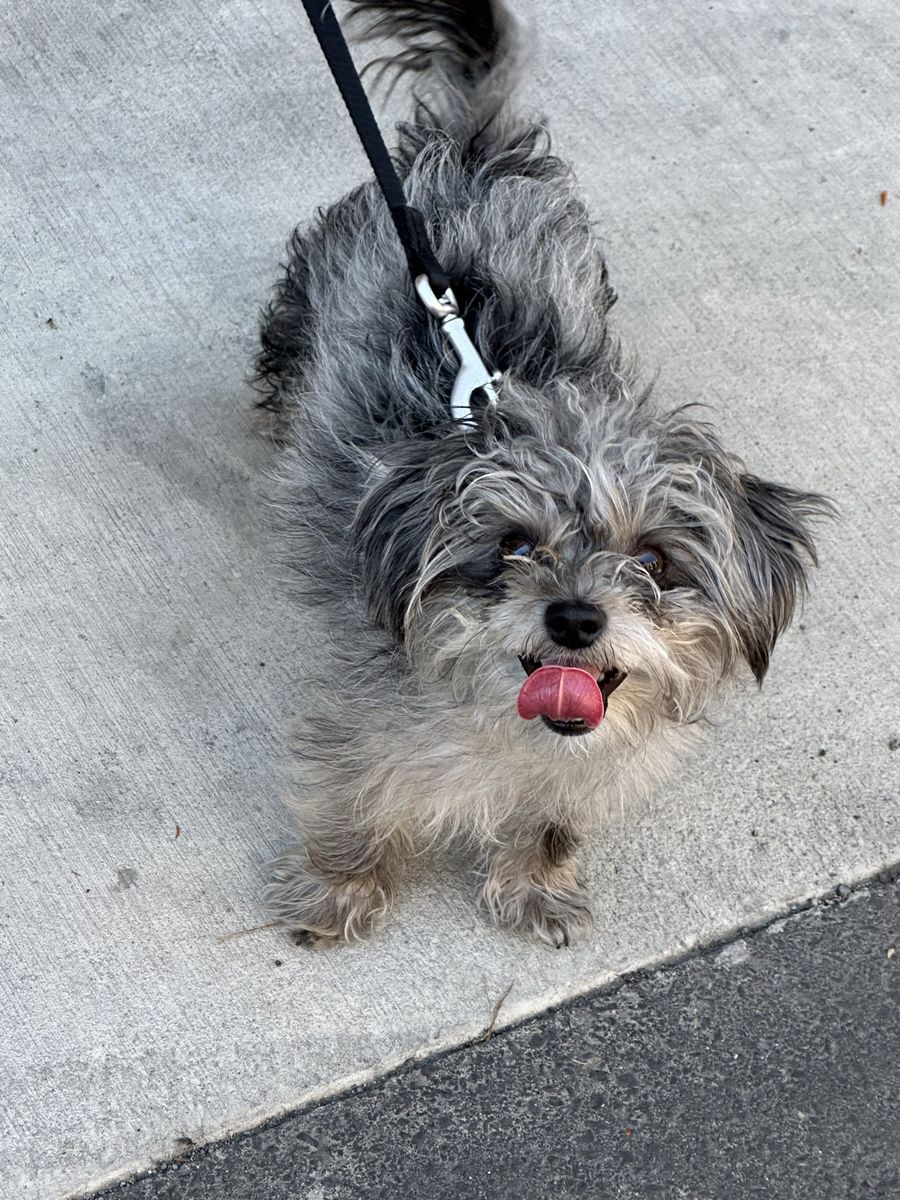 Adorable Gray & White Morkiepoo - Ready for a Loving Home!
