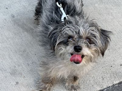 Adorable Gray & White Morkiepoo - Ready for a Loving Home!