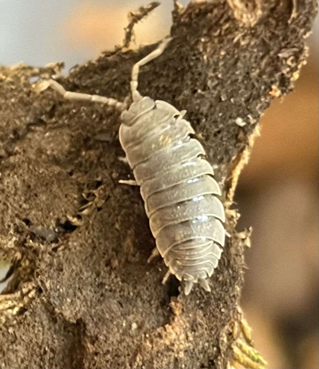 Miner Isopods 