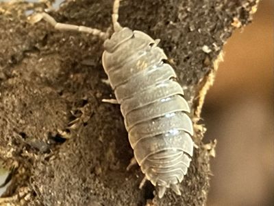 Miner Isopods