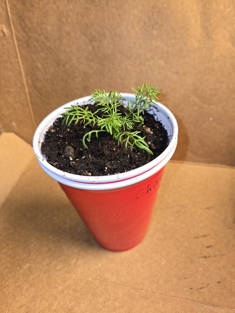 Chamomile & Basil Seedlings