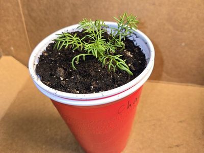 Chamomile & Basil Seedlings
