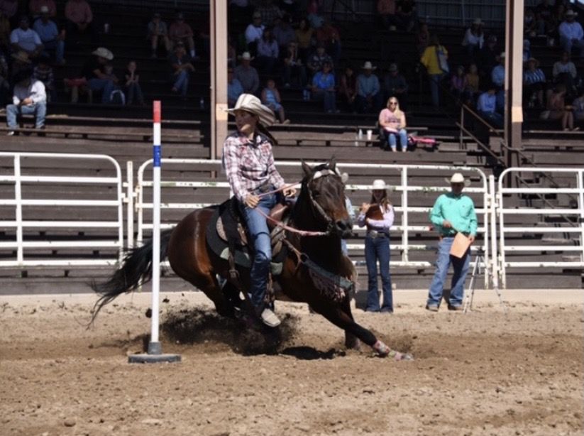 Pole Bending/Barrel Racing Mare