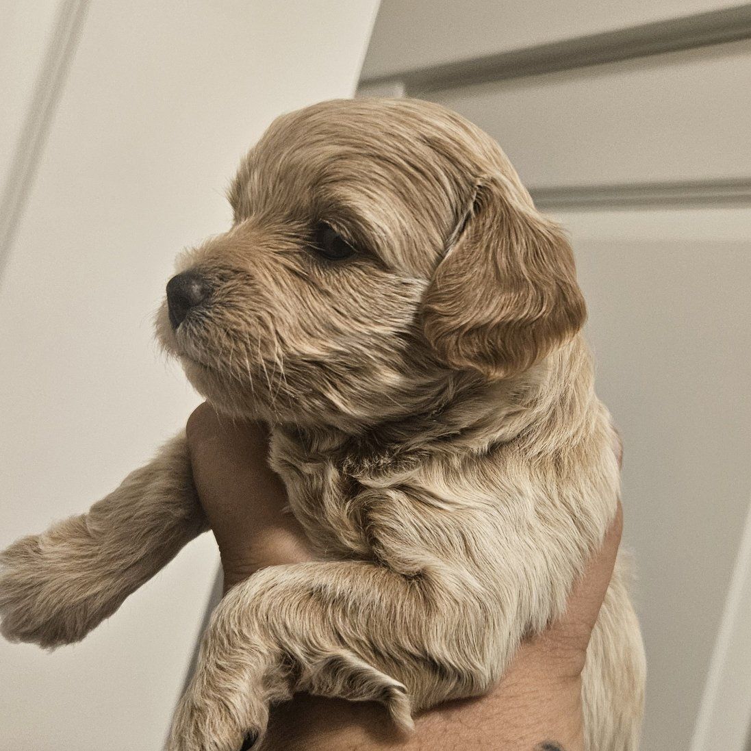 Bichon-poo puppies