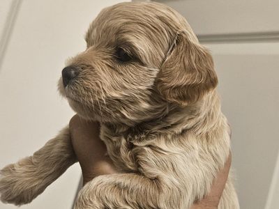 Bichon-poo puppies