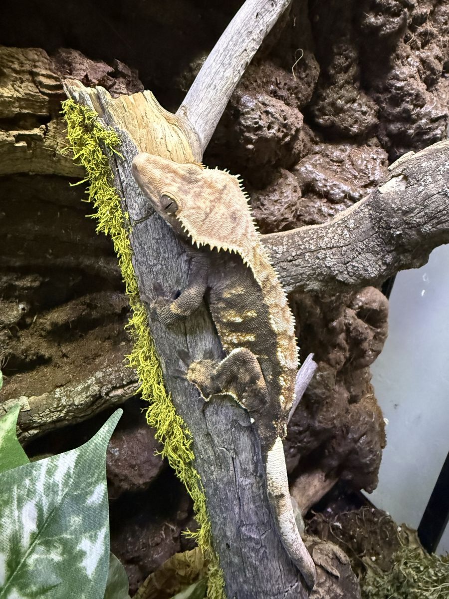 Crested Gecko- Adult Female High Contrast Tri-Color