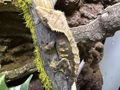 Crested Gecko- Adult Female High Contrast Tri-Color