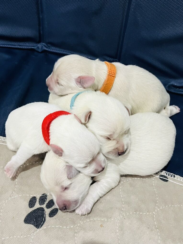 AKC Miniature Schnauzer Puppies