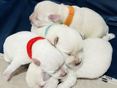 AKC Miniature Schnauzer Puppies