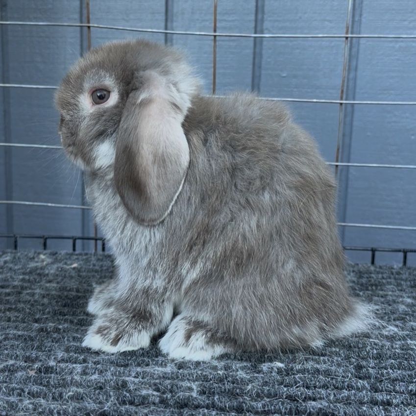 Holland Lop Buck
