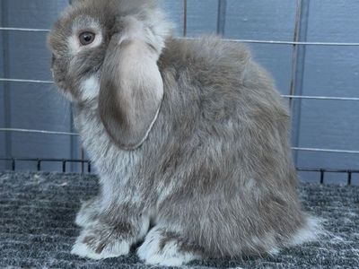 Holland Lop Buck